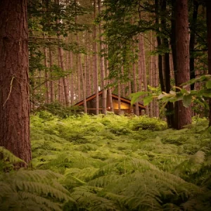 Forest Holidays Sherwood Forest site