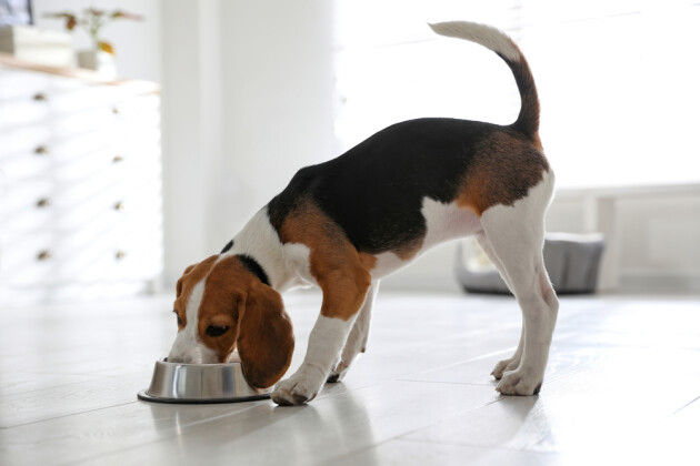 A beagle eating their food out of a bowl in a kitchen