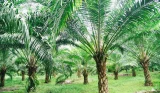 What is sustainable palm oil and how can it help the environment?