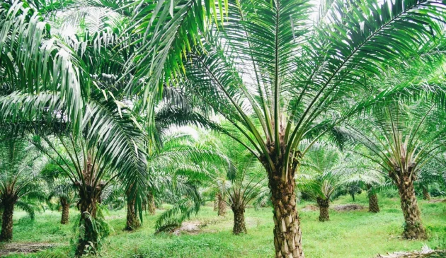 What is sustainable palm oil and how can it help the environment?
