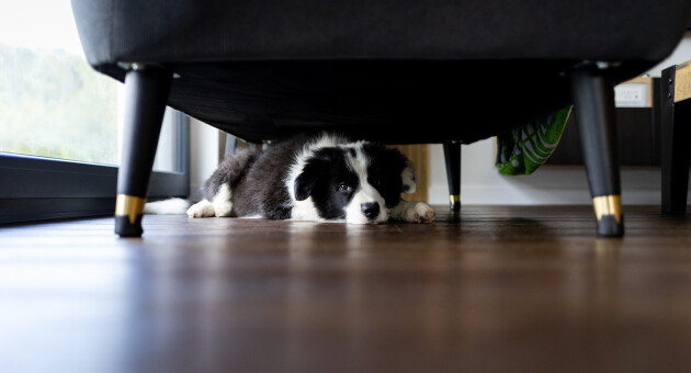 A border collie hiding under a black sofa