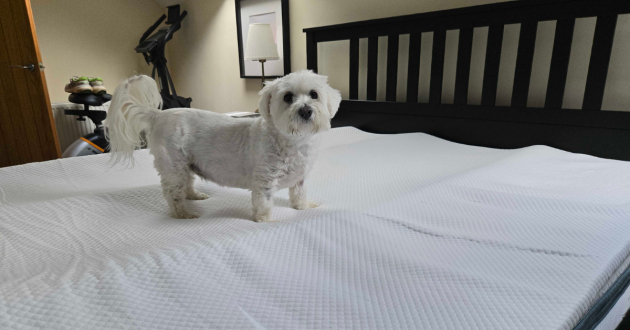 A white dog stands atop a mattress topper