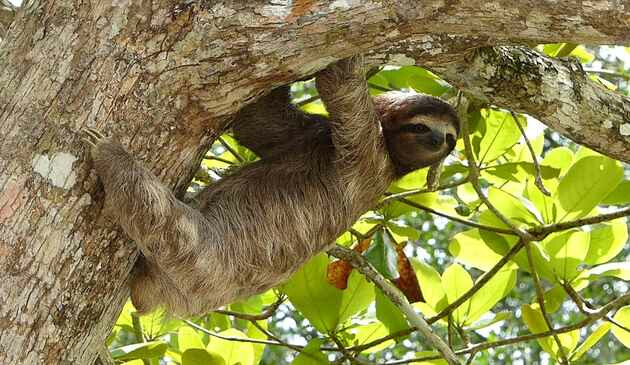 A sloth in a tree in Costa Rica