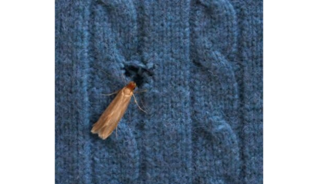 moth holes in knitwear