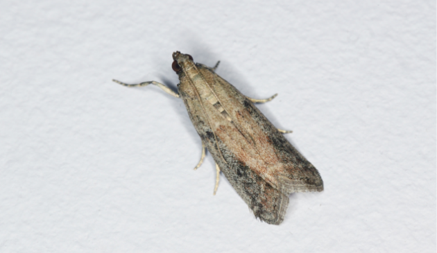 common clothes moth
