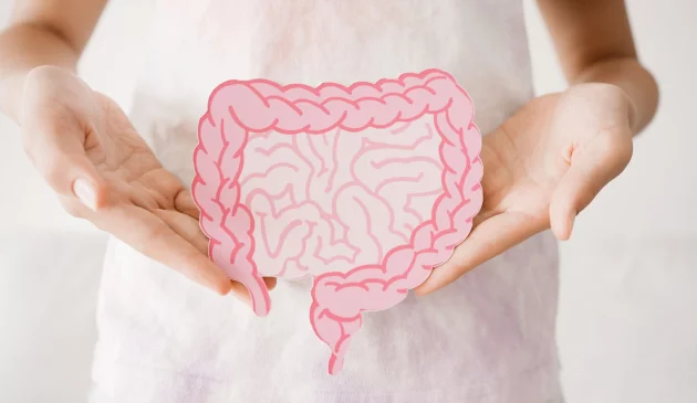 A woman's hands holding a paper cut out of the digestive system