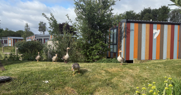 Geese roaming the site at Tattershall Lakes