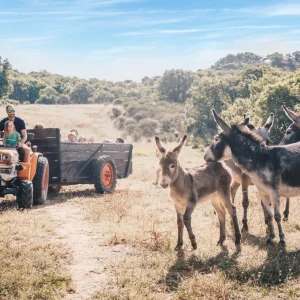 Tractor and donkey rides at Country Kids in the South of France