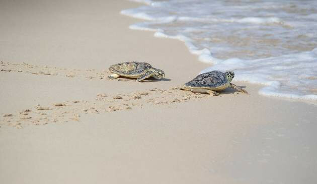 The Turtle Rehabilitation Sanctuary at Burj Al Arab