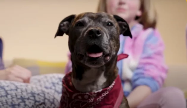 Watch the Ray family and their dog adoption process