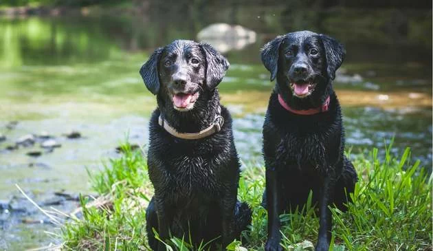 Two black dogs sitting by a river.